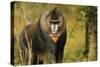 Mandrill Baboon-null-Stretched Canvas