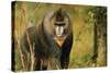 Mandrill Baboon-null-Stretched Canvas