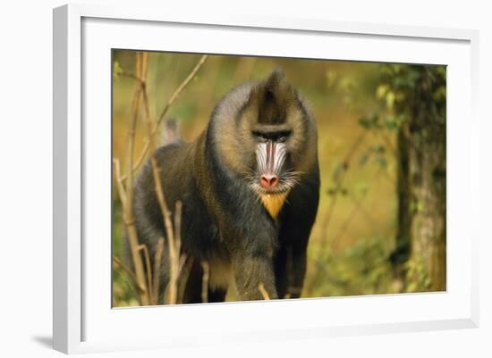 Mandrill Baboon-null-Framed Photographic Print