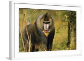 Mandrill Baboon-null-Framed Photographic Print