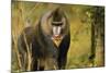 Mandrill Baboon-null-Mounted Photographic Print