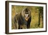 Mandrill Baboon-null-Framed Photographic Print