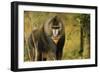 Mandrill Baboon-null-Framed Photographic Print