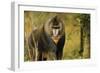 Mandrill Baboon-null-Framed Photographic Print