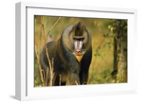 Mandrill Baboon-null-Framed Photographic Print