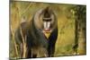 Mandrill Baboon-null-Mounted Photographic Print