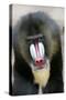 Mandrill Close-Up of Face-null-Stretched Canvas