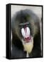 Mandrill Close-Up of Face-null-Framed Stretched Canvas