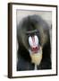 Mandrill Close-Up of Face-null-Framed Photographic Print