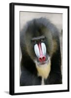 Mandrill Close-Up of Face-null-Framed Photographic Print