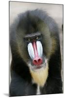Mandrill Close-Up of Face-null-Mounted Photographic Print