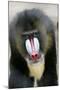 Mandrill Close-Up of Face-null-Mounted Photographic Print