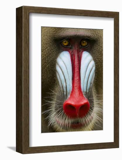 Mandrill Male (Mandrillus Sphinx) Close Up Face Portrait, Lekedi National Park, Gabon-Mark Macewen-Framed Photographic Print