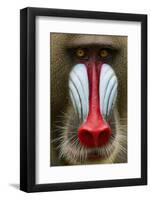 Mandrill Male (Mandrillus Sphinx) Close Up Face Portrait, Lekedi National Park, Gabon-Mark Macewen-Framed Photographic Print