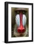 Mandrill Male (Mandrillus Sphinx) Close Up Face Portrait, Lekedi National Park, Gabon-Mark Macewen-Framed Photographic Print