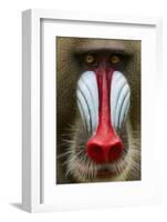 Mandrill Male (Mandrillus Sphinx) Close Up Face Portrait, Lekedi National Park, Gabon-Mark Macewen-Framed Photographic Print