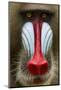 Mandrill Male (Mandrillus Sphinx) Close Up Face Portrait, Lekedi National Park, Gabon-Mark Macewen-Mounted Photographic Print