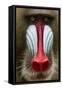 Mandrill Male (Mandrillus Sphinx) Close Up Face Portrait, Lekedi National Park, Gabon-Mark Macewen-Framed Stretched Canvas