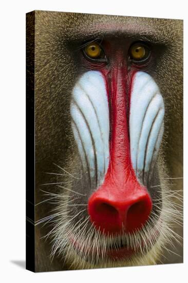 Mandrill Male (Mandrillus Sphinx) Close Up Face Portrait, Lekedi National Park, Gabon-Mark Macewen-Stretched Canvas