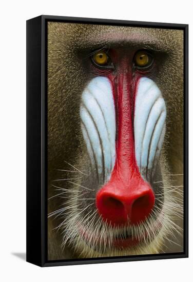 Mandrill Male (Mandrillus Sphinx) Close Up Face Portrait, Lekedi National Park, Gabon-Mark Macewen-Framed Stretched Canvas