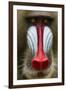 Mandrill Male (Mandrillus Sphinx) Close Up Face Portrait, Lekedi National Park, Gabon-Mark Macewen-Framed Photographic Print