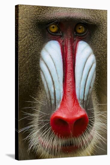 Mandrill Male (Mandrillus Sphinx) Close Up Face Portrait, Lekedi National Park, Gabon-Mark Macewen-Stretched Canvas