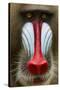 Mandrill Male (Mandrillus Sphinx) Close Up Face Portrait, Lekedi National Park, Gabon-Mark Macewen-Stretched Canvas