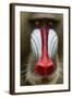 Mandrill Male (Mandrillus Sphinx) Close Up Face Portrait, Lekedi National Park, Gabon-Mark Macewen-Framed Photographic Print