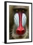 Mandrill Male (Mandrillus Sphinx) Close Up Face Portrait, Lekedi National Park, Gabon-Mark Macewen-Framed Photographic Print