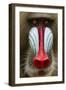 Mandrill Male (Mandrillus Sphinx) Close Up Face Portrait, Lekedi National Park, Gabon-Mark Macewen-Framed Photographic Print