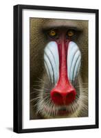 Mandrill Male (Mandrillus Sphinx) Close Up Face Portrait, Lekedi National Park, Gabon-Mark Macewen-Framed Photographic Print