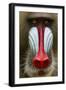 Mandrill Male (Mandrillus Sphinx) Close Up Face Portrait, Lekedi National Park, Gabon-Mark Macewen-Framed Photographic Print