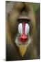 Mandrill Male (Mandrillus Sphinx) Close Up Portrait, Lekedi National Park, Gabon-Mark Macewen-Mounted Photographic Print