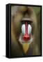 Mandrill Male (Mandrillus Sphinx) Close Up Portrait, Lekedi National Park, Gabon-Mark Macewen-Framed Stretched Canvas