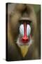 Mandrill Male (Mandrillus Sphinx) Close Up Portrait, Lekedi National Park, Gabon-Mark Macewen-Stretched Canvas