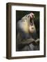 Mandrill, Mandrillus Sphinx, Male, Yawning-Andreas Keil-Framed Photographic Print