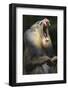 Mandrill, Mandrillus Sphinx, Male, Yawning-Andreas Keil-Framed Photographic Print