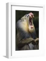 Mandrill, Mandrillus Sphinx, Male, Yawning-Andreas Keil-Framed Photographic Print