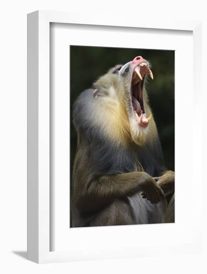 Mandrill, Mandrillus Sphinx, Male, Yawning-Andreas Keil-Framed Photographic Print