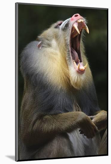 Mandrill, Mandrillus Sphinx, Male, Yawning-Andreas Keil-Mounted Photographic Print