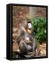 Mandrill Mother and Baby, Australia-David Wall-Framed Stretched Canvas