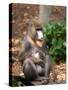 Mandrill Mother and Baby, Australia-David Wall-Stretched Canvas