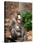 Mandrill Mother and Baby, Australia-David Wall-Stretched Canvas
