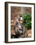 Mandrill Mother and Baby, Australia-David Wall-Framed Photographic Print