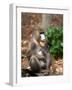 Mandrill Mother and Baby, Australia-David Wall-Framed Photographic Print