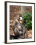 Mandrill Mother and Baby, Australia-David Wall-Framed Photographic Print