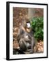 Mandrill Mother and Baby, Australia-David Wall-Framed Photographic Print