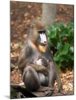 Mandrill Mother and Baby, Australia-David Wall-Mounted Photographic Print