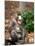 Mandrill Mother and Baby, Australia-David Wall-Mounted Photographic Print