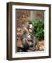 Mandrill Mother and Baby, Australia-David Wall-Framed Photographic Print